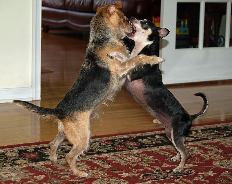 Dogs "bear hugging."